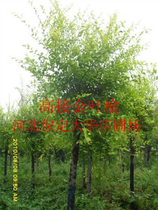 供應(yīng)叢生金葉榆金葉榆苗木金葉榆