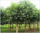 供應(yīng)法桐價(jià)格供應(yīng)法桐