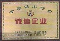 供應(yīng)白榆樹直銷白榆樹產(chǎn)地白榆樹苗木白榆樹供應(yīng)商白榆樹批發(fā)