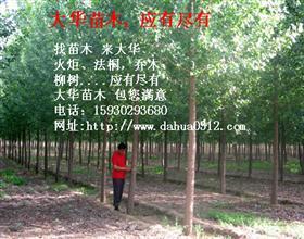 供應(yīng)華北苗木-華北苗圃-華北苗木價格-華北苗木網(wǎng)-華北大喬木