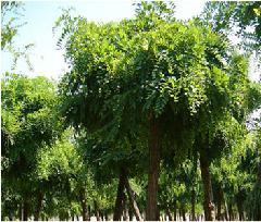 供應(yīng)刺槐樹百科刺槐樹苗刺槐苗木平頭刺槐樹移栽刺槐樹