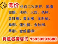 供應(yīng)饅頭柳平頭饅頭柳價格饅頭柳樹