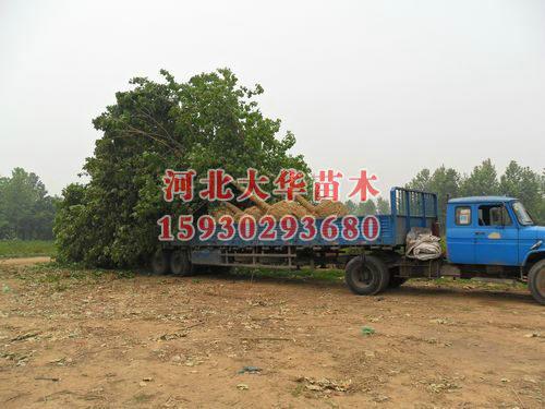 供應(yīng)香花槐樹哪里有香花槐香花槐基地香花槐供應(yīng)商香花槐樹苗價格
