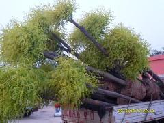供應(yīng)火炬樹火炬樹價格火炬樹苗