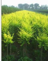 供應(yīng)中華金葉榆價(jià)格中華金葉榆圖片