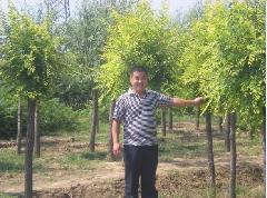 供應(yīng)中華金葉榆價(jià)格中華金葉榆圖片