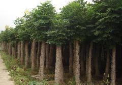 供應(yīng)國槐樹國槐樹價(jià)格