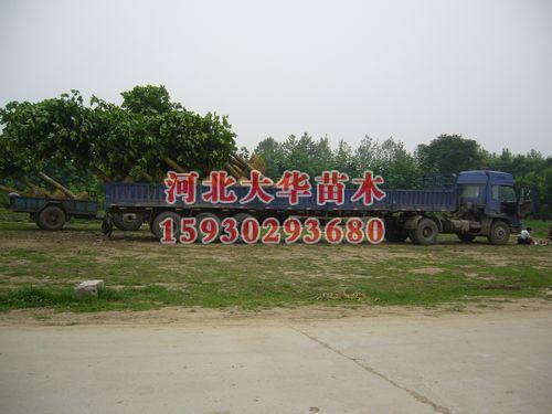 供應(yīng)河北紅花槐苗價格