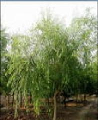 供應(yīng)國槐樹國槐樹價(jià)格