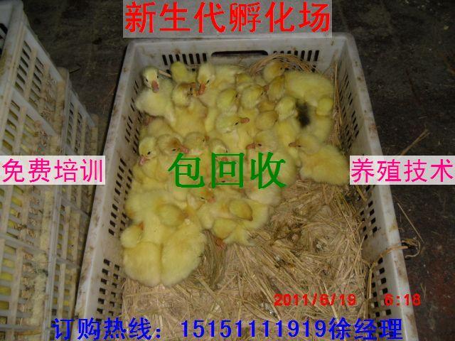 供应江苏鹅苗孵化场江苏鹅苗供应商