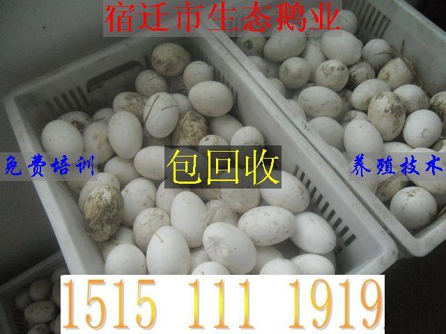 供应2012年鹅苗价格/鹅苗价格网