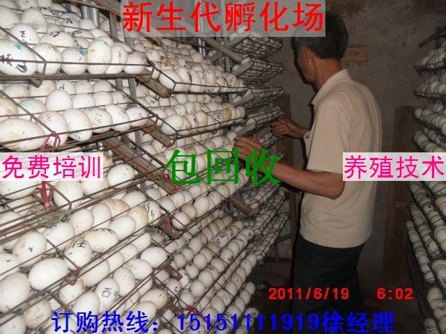 供应2011年鹅苗价格鹅苗价格网