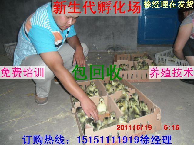 供应鹅苗价格网2011年鹅苗价格鹅苗