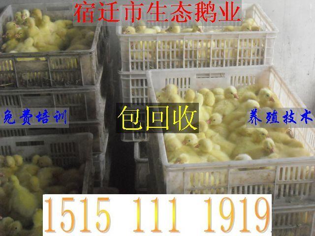 供应大种黑番鸭价格/最新鸭苗报价图片