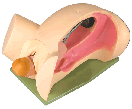 供应上海中弘品牌高级分娩机转示教模型、孕妇分娩示教模型