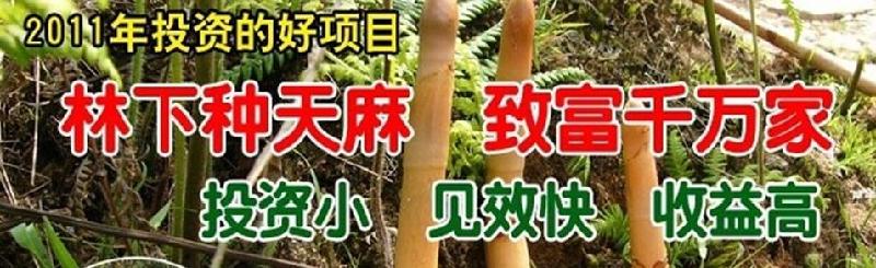 怎样种植天麻 天麻种植视频 天麻什么时候种植 人工种植天麻的价格