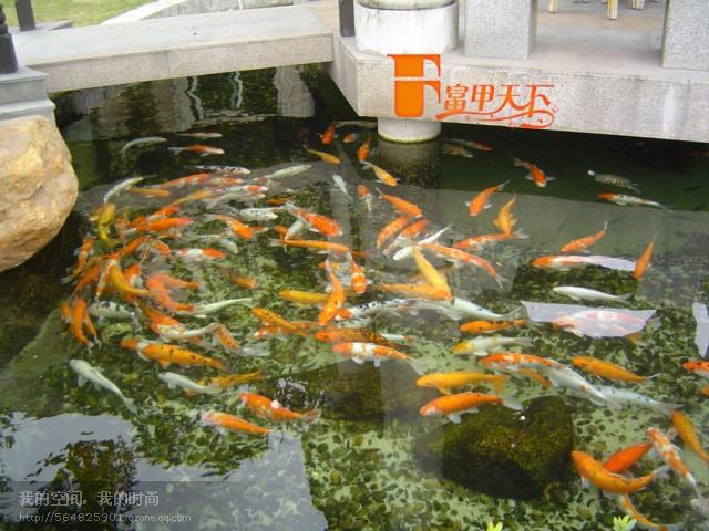 供應(yīng)天津市戶外錦鯉魚池水處理，魚池水過濾工程。