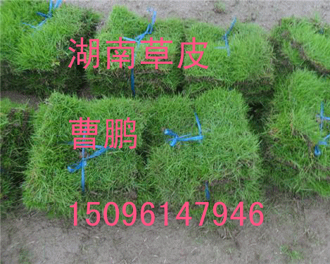 供應(yīng)深圳*的草坪