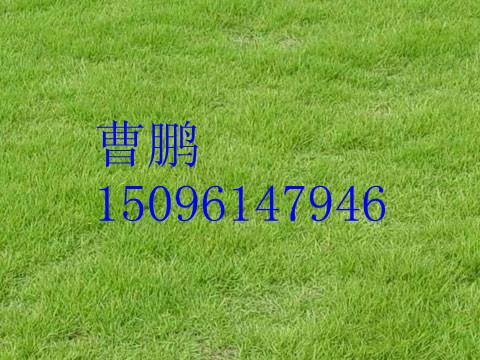 供應(yīng)湖南草坪