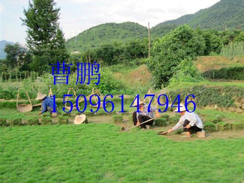供應(yīng)湖南草坪