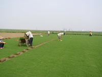 供應(yīng)*的馬尼拉草價(jià)格