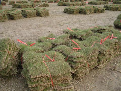 高檔別墅用草圖片