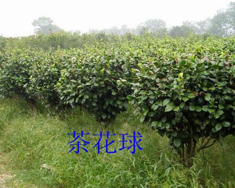 供應(yīng)*惠的桂花