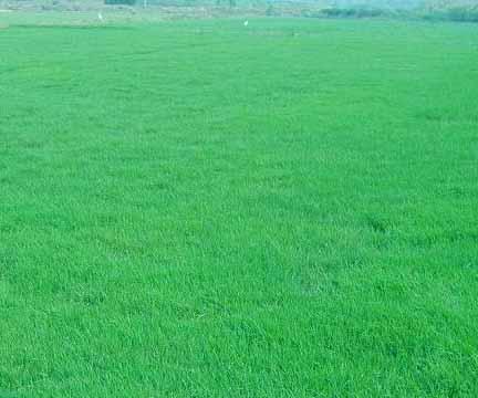 供應南郴州草坪