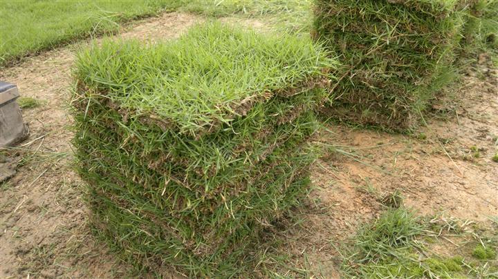 供應(yīng)深圳*的草坪