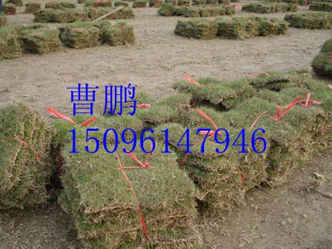 供應南郴州草坪