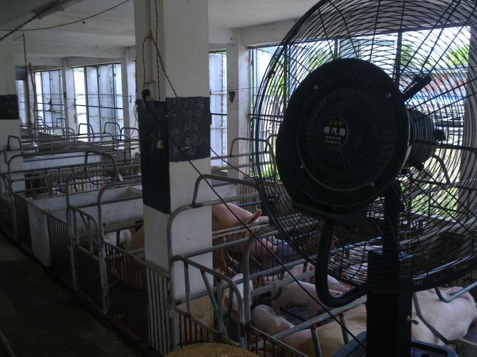 畜牧場噴霧風(fēng)扇圖片