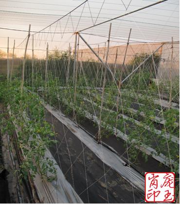 供應(yīng)西安市葡萄櫻桃防鳥網(wǎng)工廠價批發(fā)零售市區(qū)免費送貨