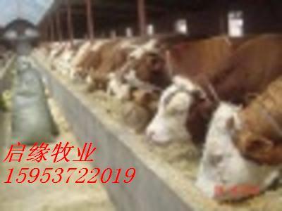 供应农村创业搞项目养殖肉牛是正路改良肉牛长势快能帮养殖户发大财