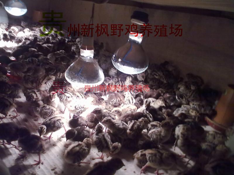 供應(yīng)貴州*質(zhì)的*種雞雞苗