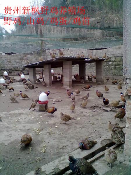 供應(yīng)*苗脫溫雞