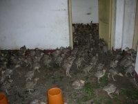 供應(yīng)貴州珍禽飼養(yǎng)