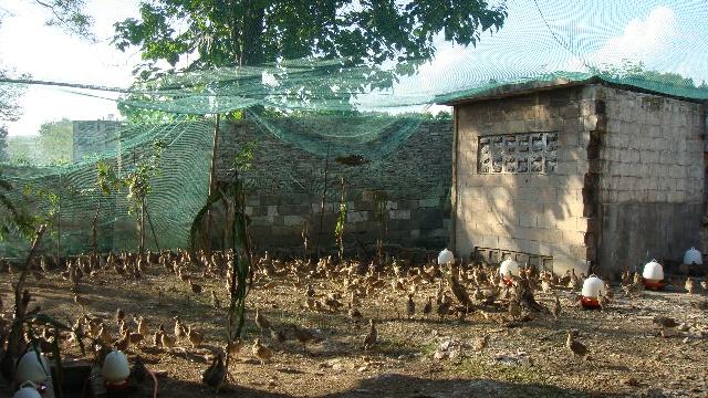 供應(yīng)貴州*山雞苗蛋/*苗/商品雞