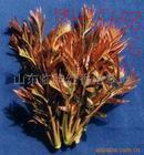 供應香椿苗泰山紅香椿苗