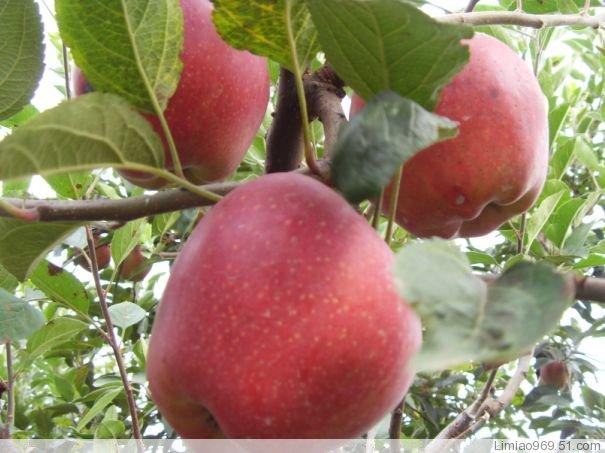 供應(yīng)紅富士蘋果苗