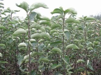 供應(yīng)紅富士蘋果苗