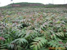供應香椿苗泰山紅香椿苗