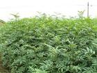 供應香椿苗泰山紅香椿苗