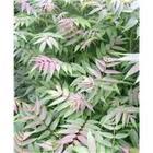 供應香椿苗泰山紅香椿苗