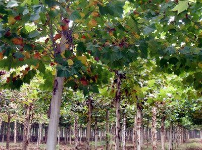 李營(yíng)9公分法桐直徑9公分法桐優(yōu)惠價(jià)格