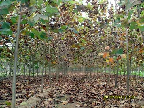 近期18公分、19公分法桐價(jià)格多少錢(qián)