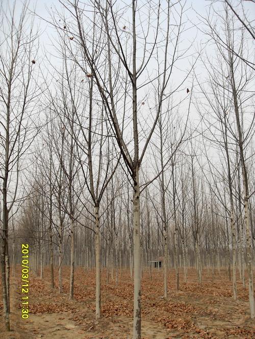 山東綠化苗木基地15公分法桐二年帽工程苗報(bào)價(jià)合理