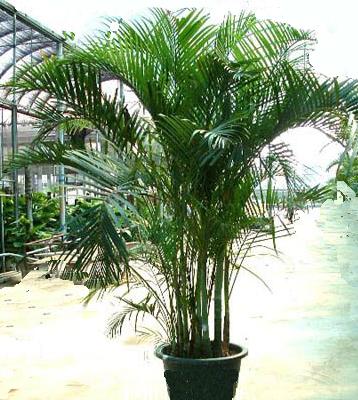 供應北京哪里買花*