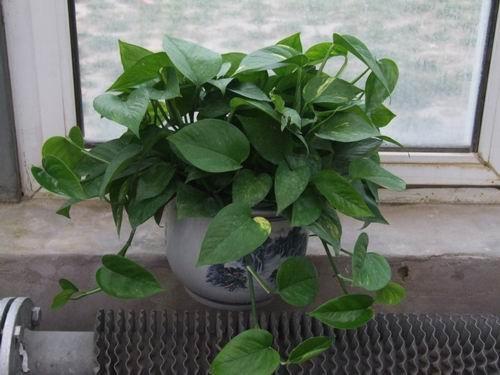 供應北京花卉綠植公司