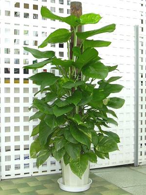 供應北京哪里買花*