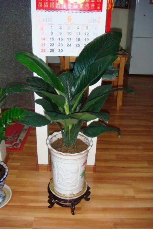 供應(yīng)北京朝陽區(qū)辦公室花卉租賃